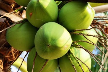 Curiouskeeda-Fruits-Coconut